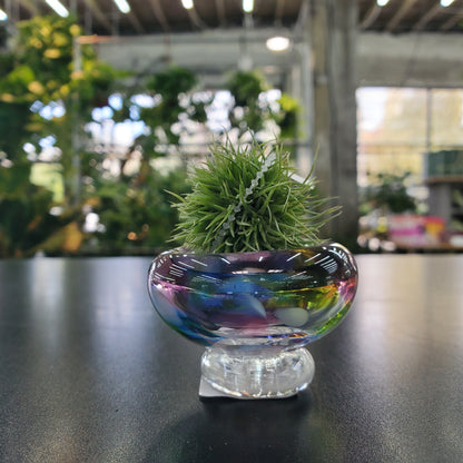 Mini Glass Airplant Holder