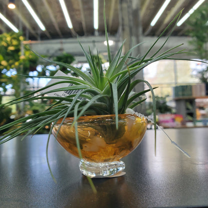 Mini Glass Airplant Holder