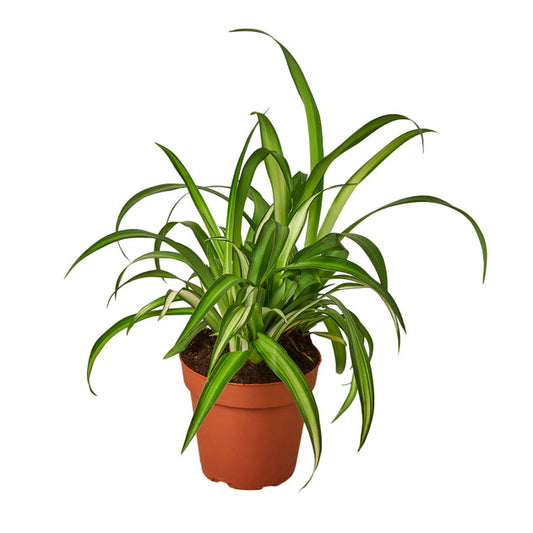 Chlorophytum comosum 'Hawaiian' - 4"