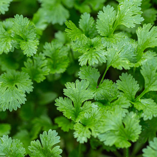 Herb - Cilantro