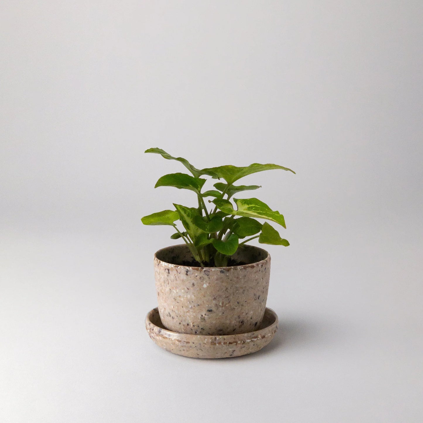 Mini essence Pots - 3"
