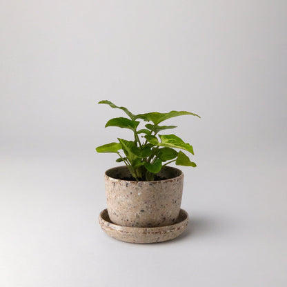Mini essence Pots - 3"