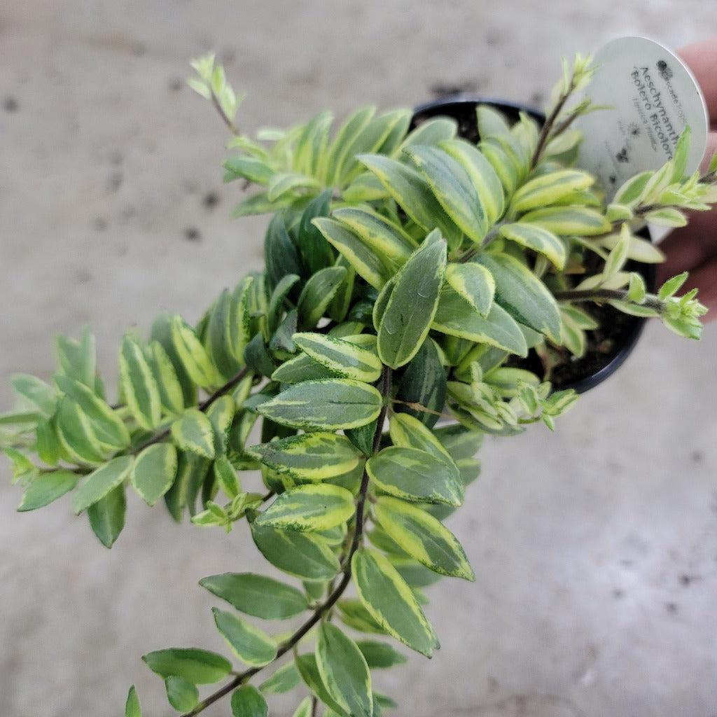 Aeschynanthus 'Bolero  Bicolore' - 4