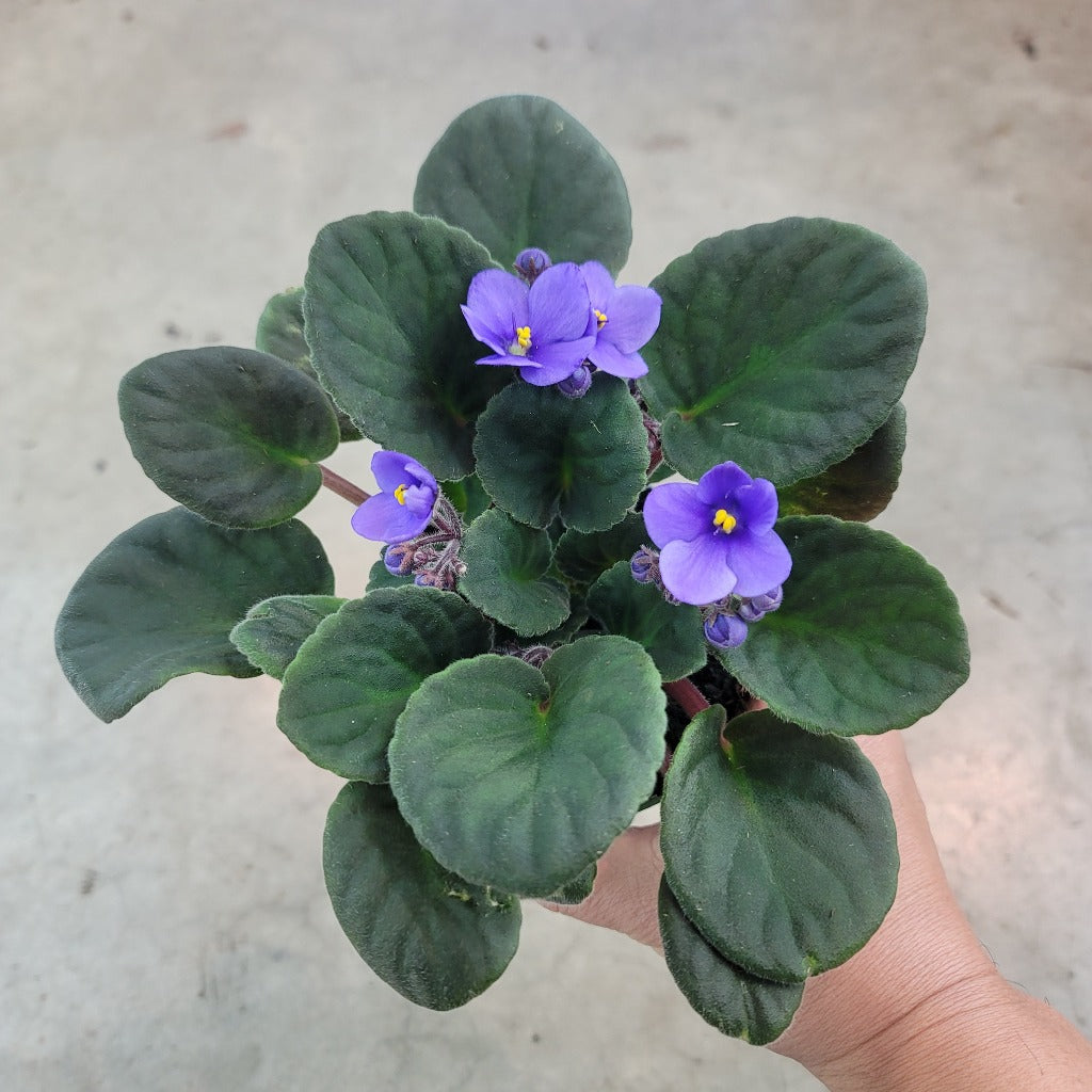 African violet - 4