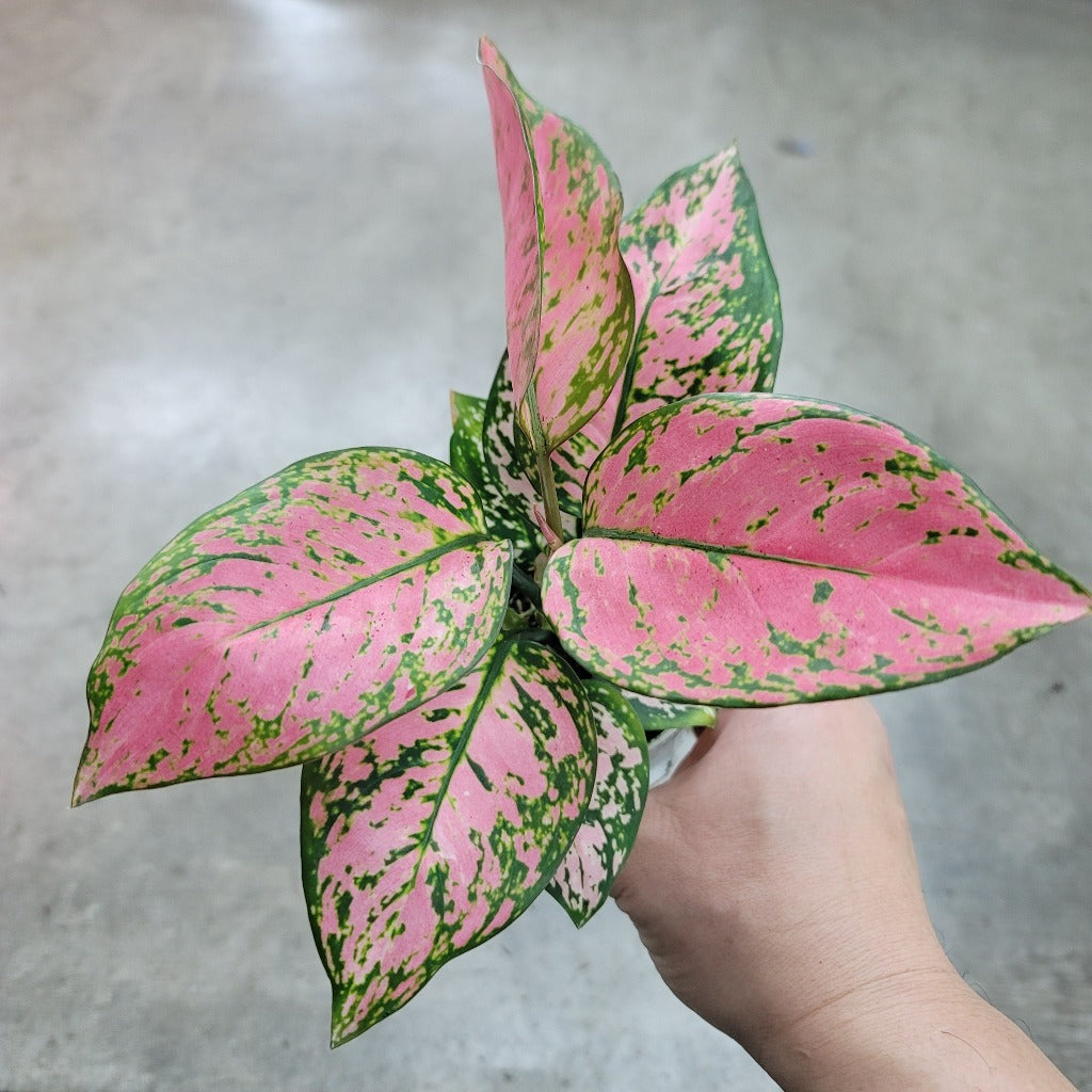 Aglaonema 'Lady Valentine' - 6