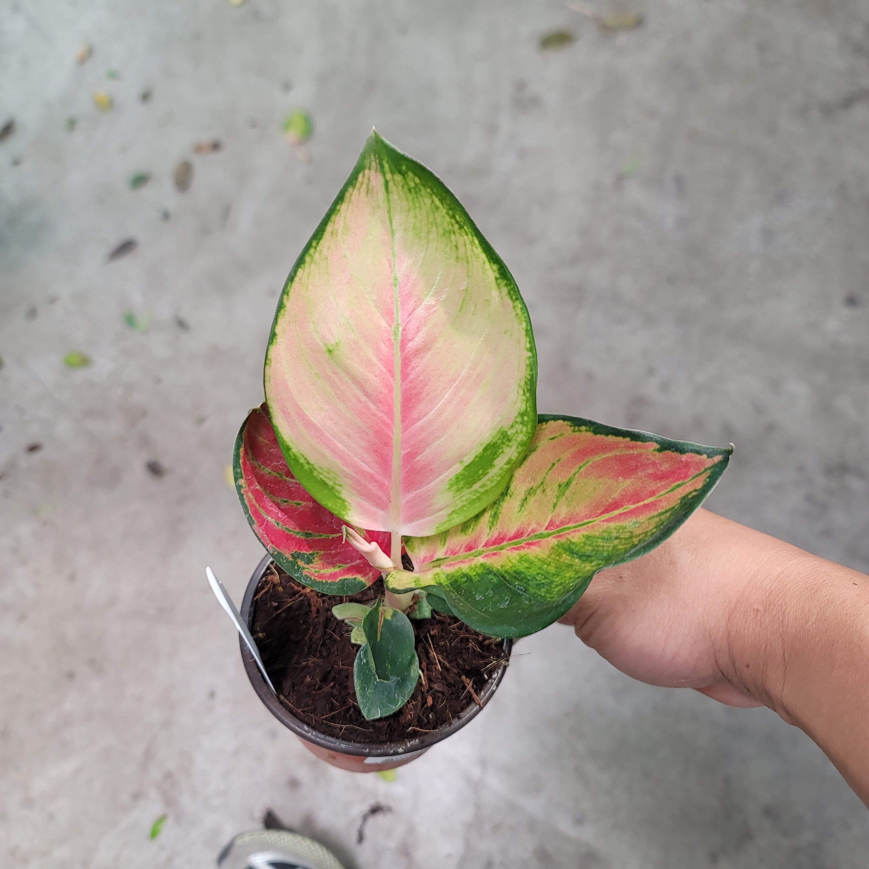 Aglaonema 'Red King' - 4