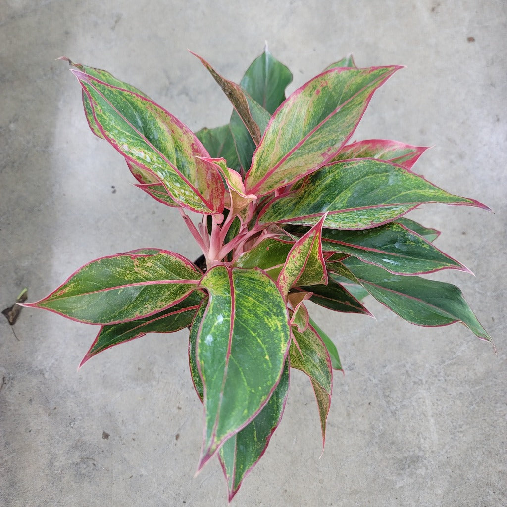 Aglaonema siam - 5