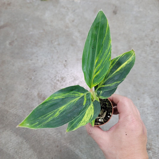 COLORFUL PLANTS - Alpinia Zerumbet 'Variegata' - 4"