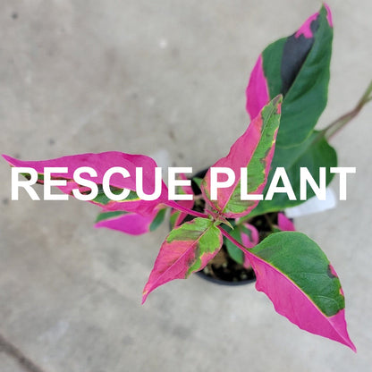 Alternanthera ficoidea 'Party time' - 4" (rescue)
