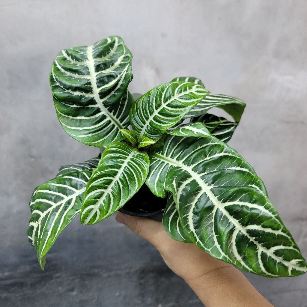 COLORFUL PLANTS - APHELANDRA SQUARROSA - 4"