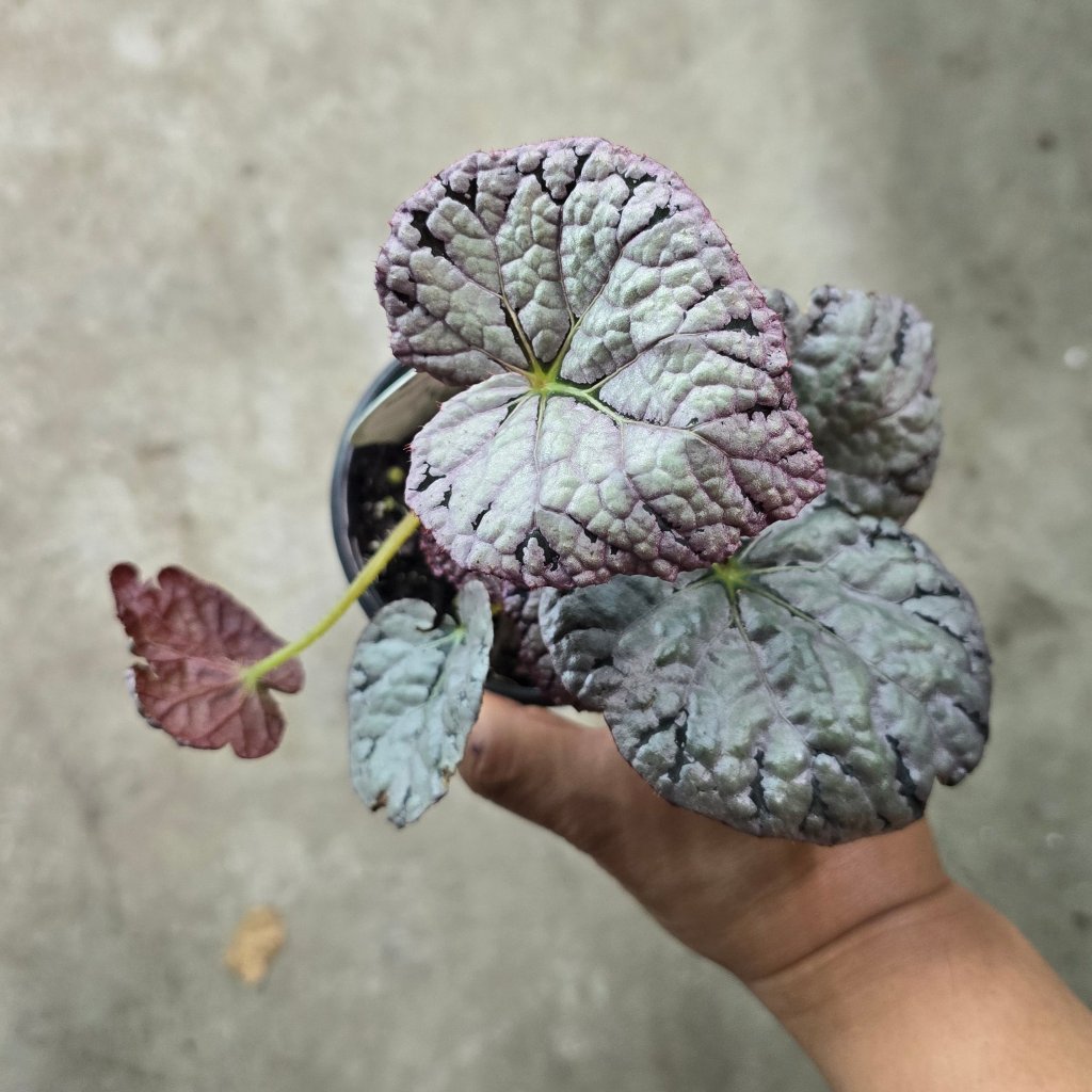 Begonia chayo - 4