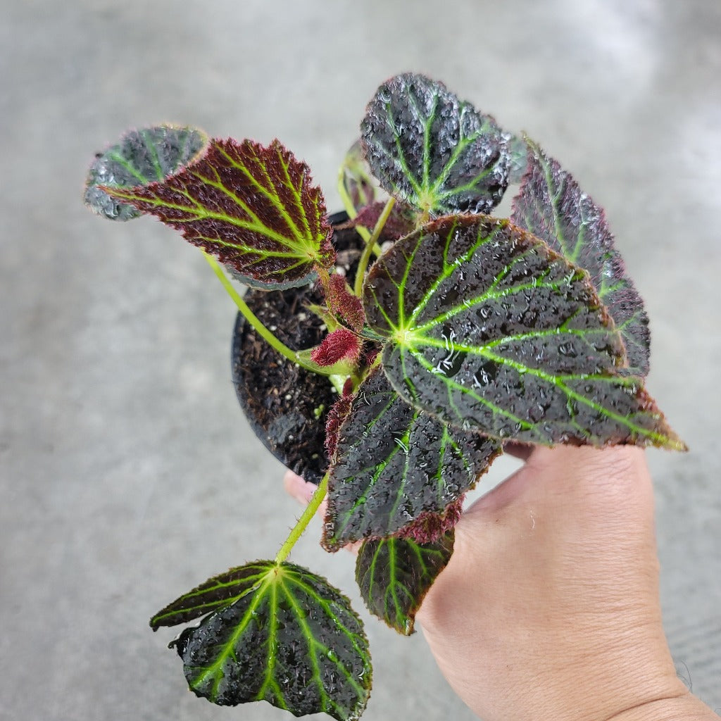 Begonia chloroneura - 6