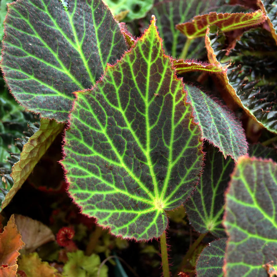 Begonia chloroneura - 6