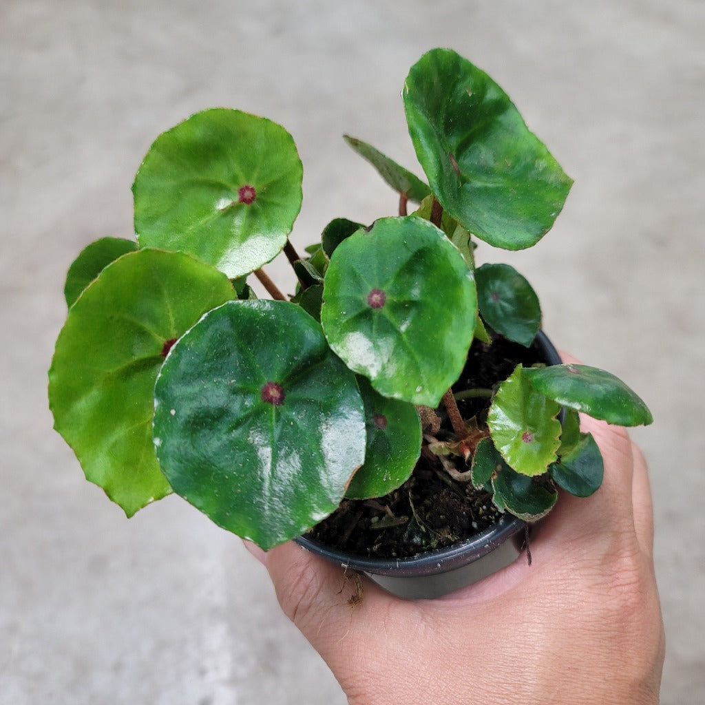 Begonia conchifolia - 4