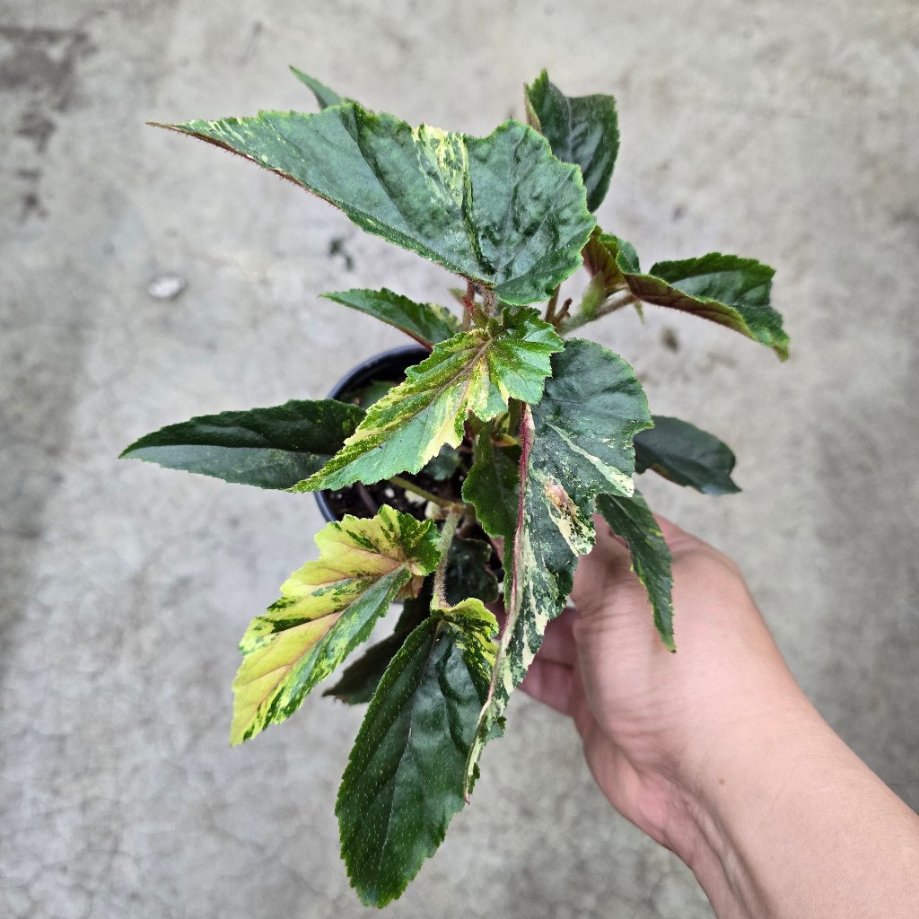 Begonia 'Ginny Galaxy' - 4