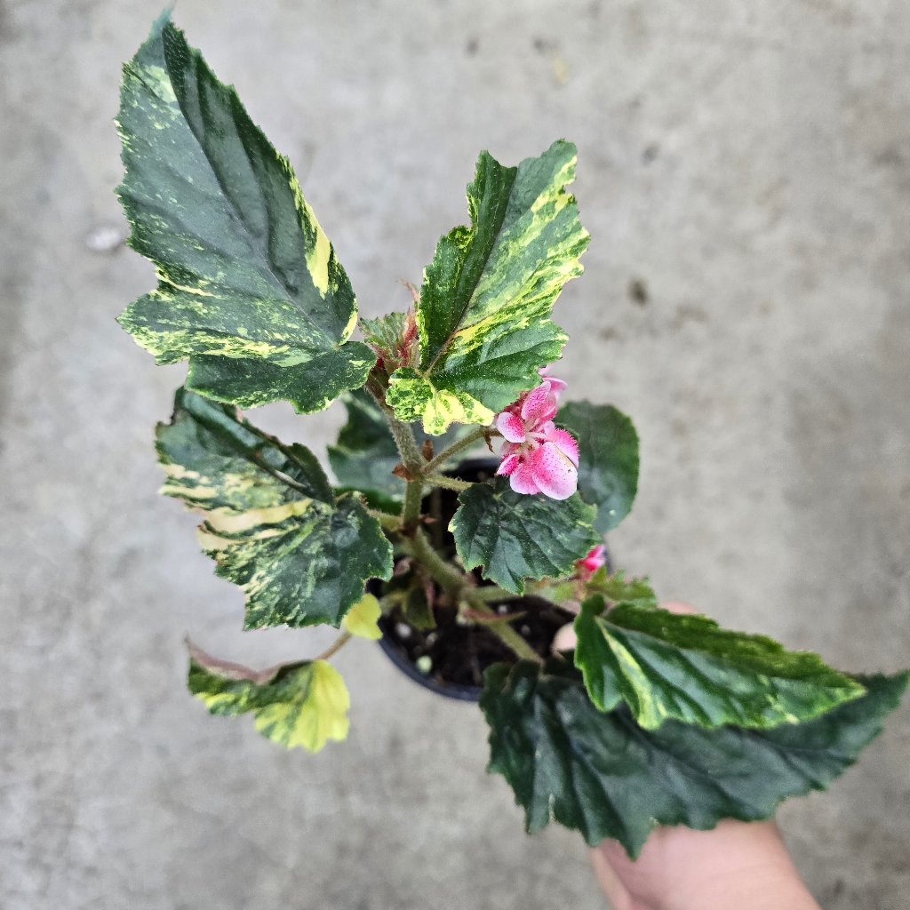 Begonia 'Ginny Galaxy' - 4