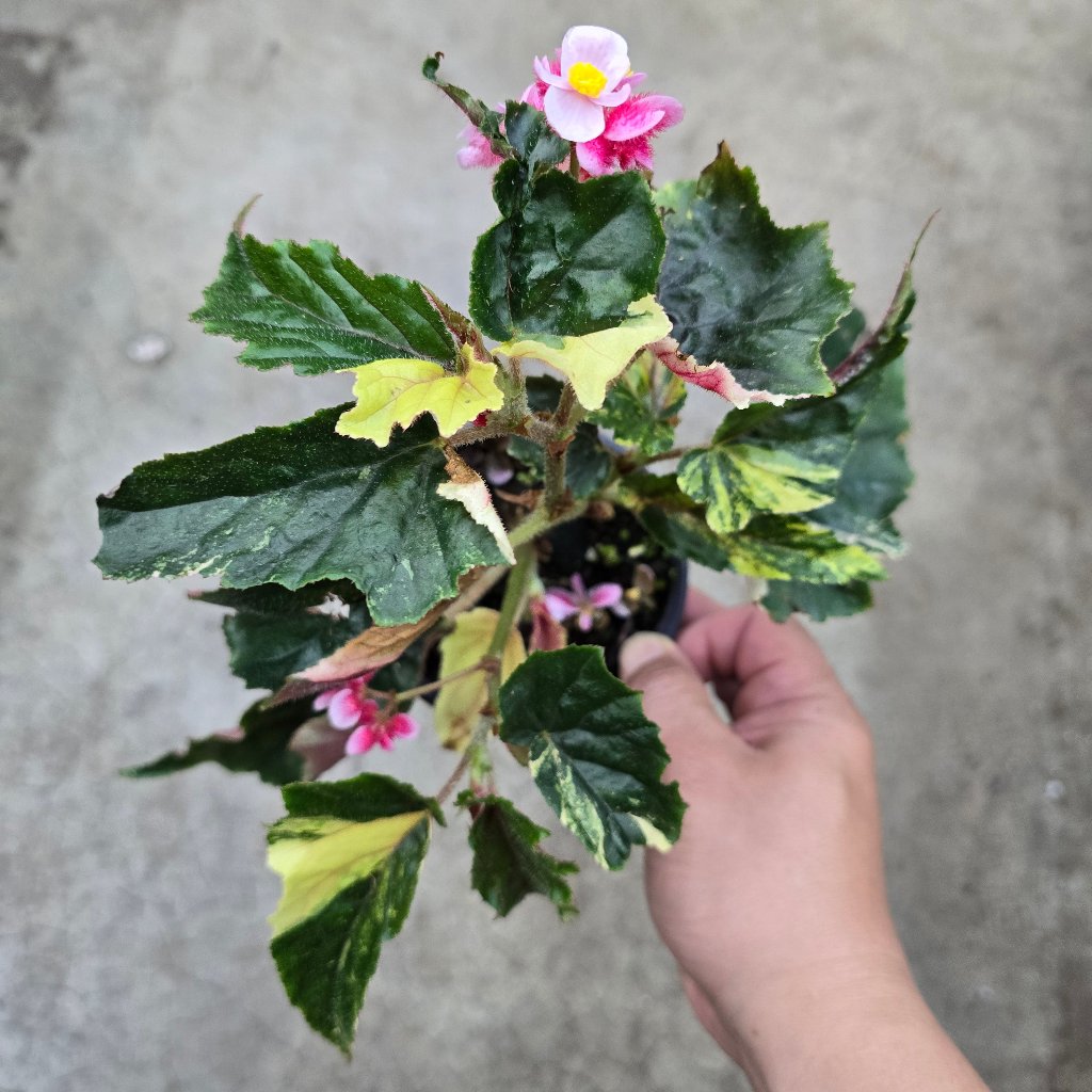 Begonia 'Ginny Galaxy' - 4