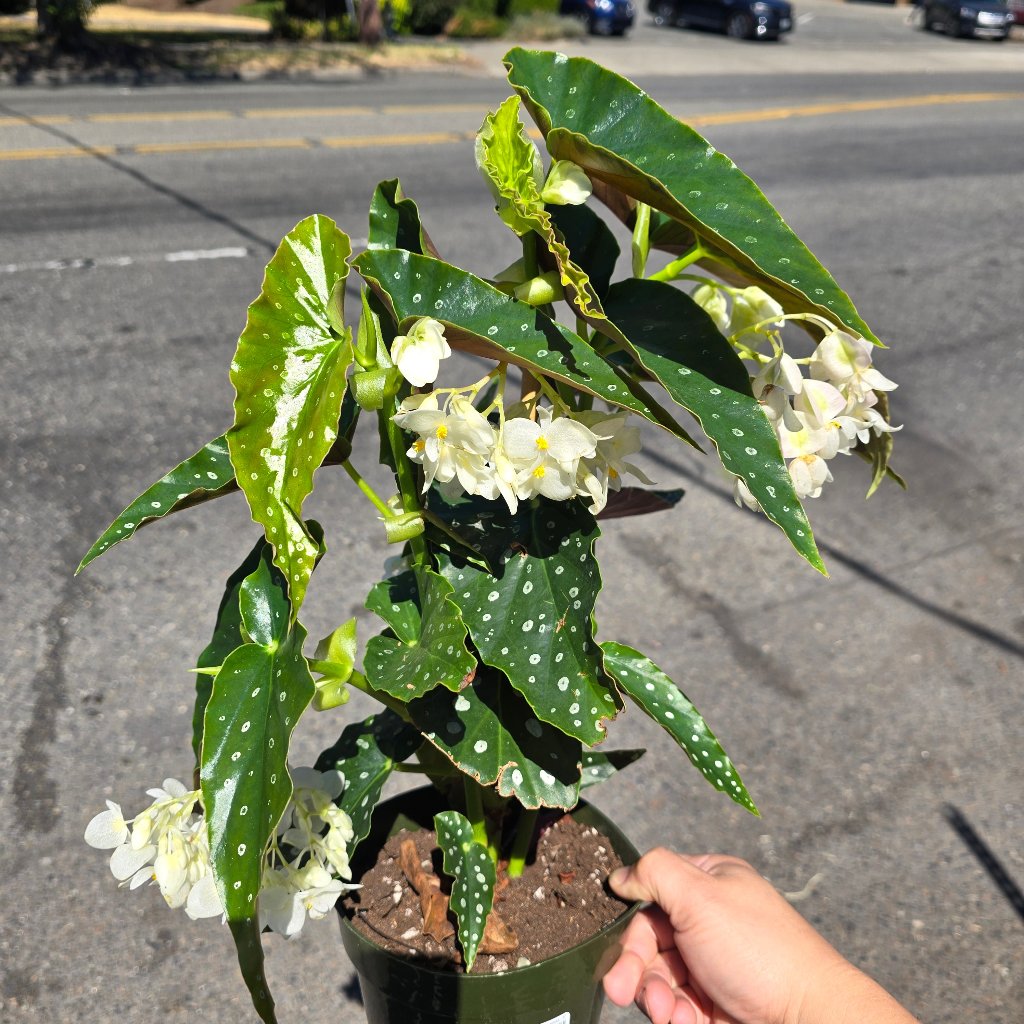 COLORFUL PLANTS - Begonia Maculata - 6"
