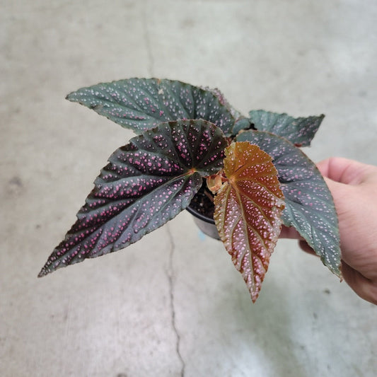 COLORFUL PLANTS - Begonia Maculata Pink Spot - 4"