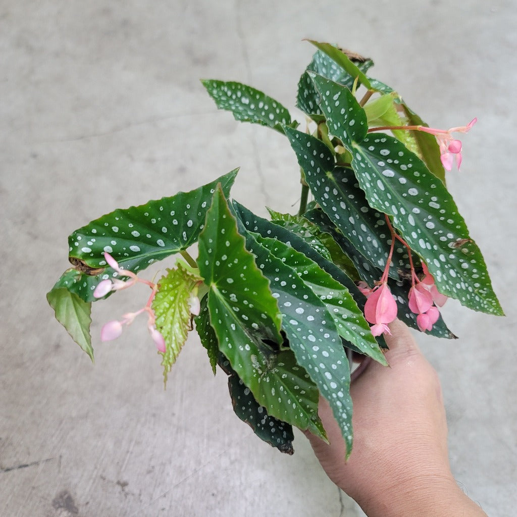 Begonia olei silver spot - 4