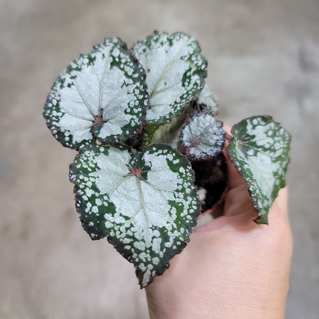 Begonia Rex - Asst (2