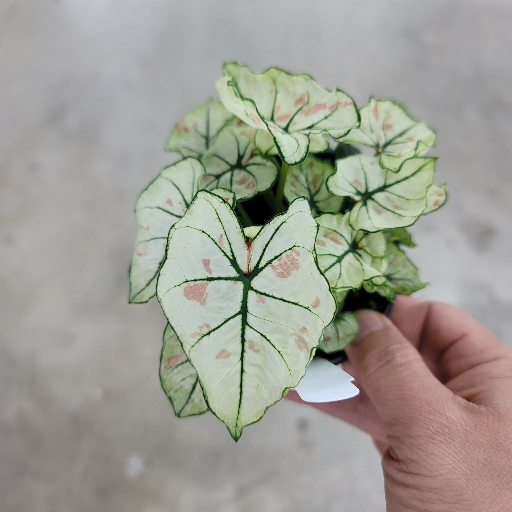 CALADIUM