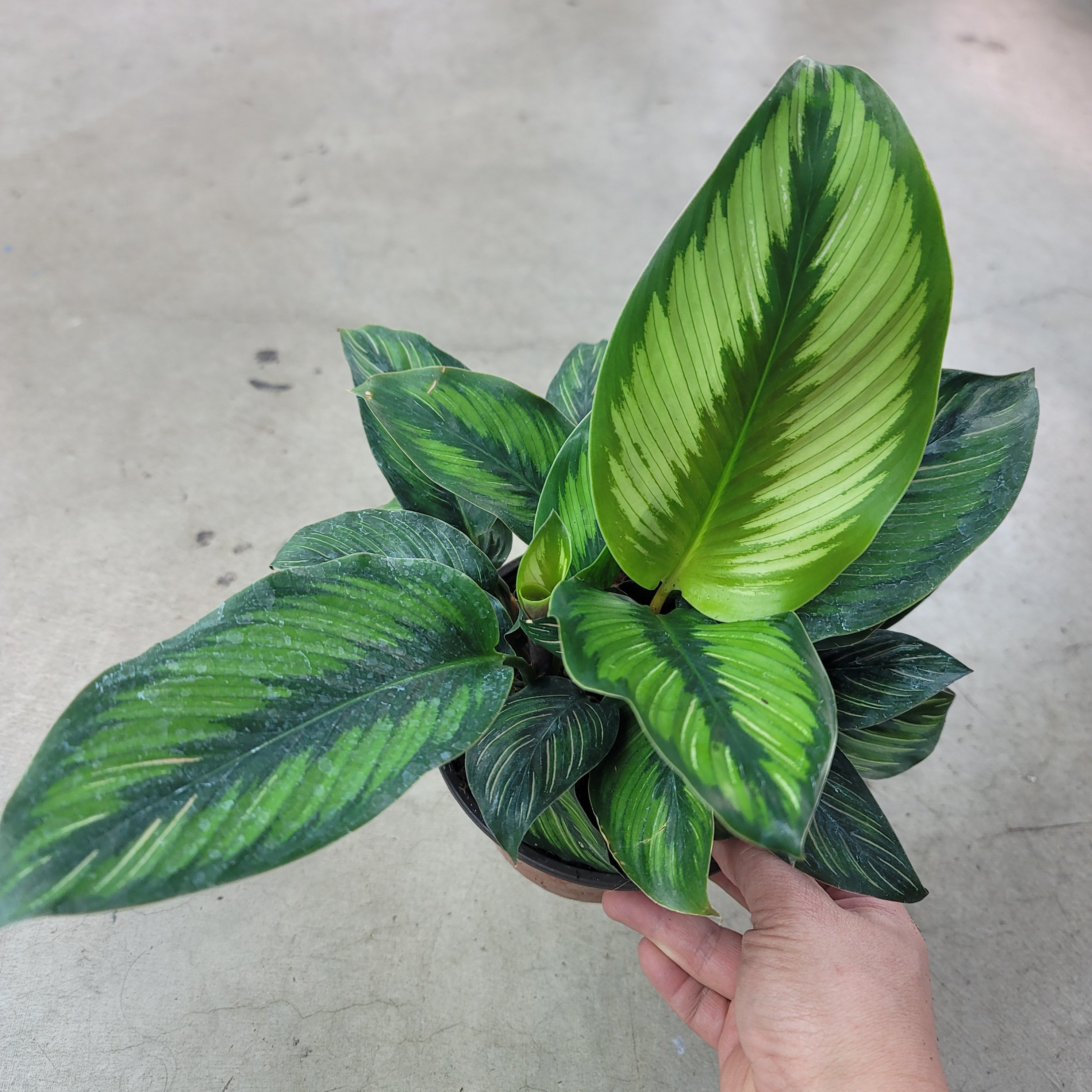 Calathea 'Beauty Star' - 6