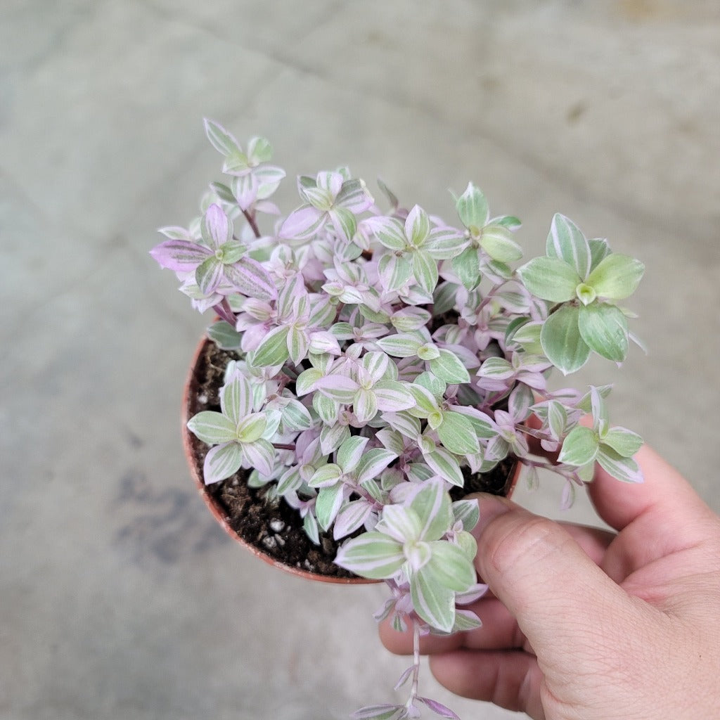 COLORFUL PLANTS - Callisia Pink Panther - 4"