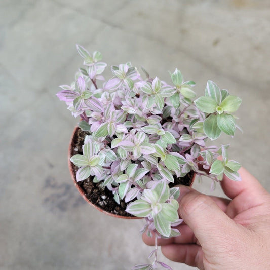 COLORFUL PLANTS - Callisia Pink Panther - 4"