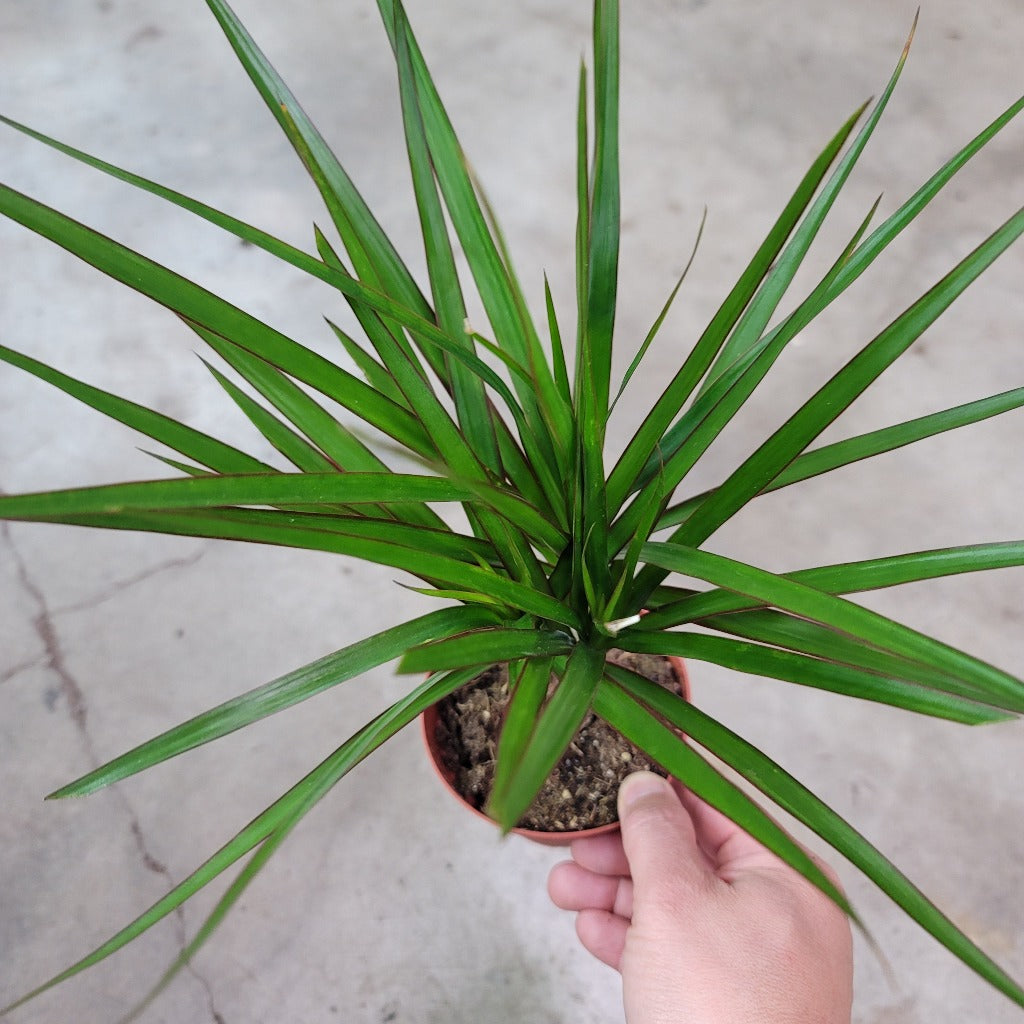 COLORFUL PLANTS - Dracaena Marginata - Cane 4"