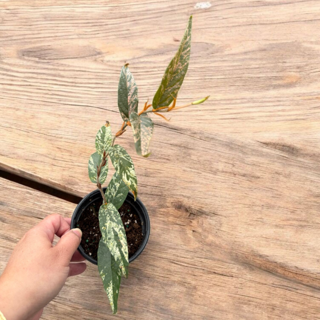 COLORFUL PLANTS - Ficus Sagittata Variegated - 4"