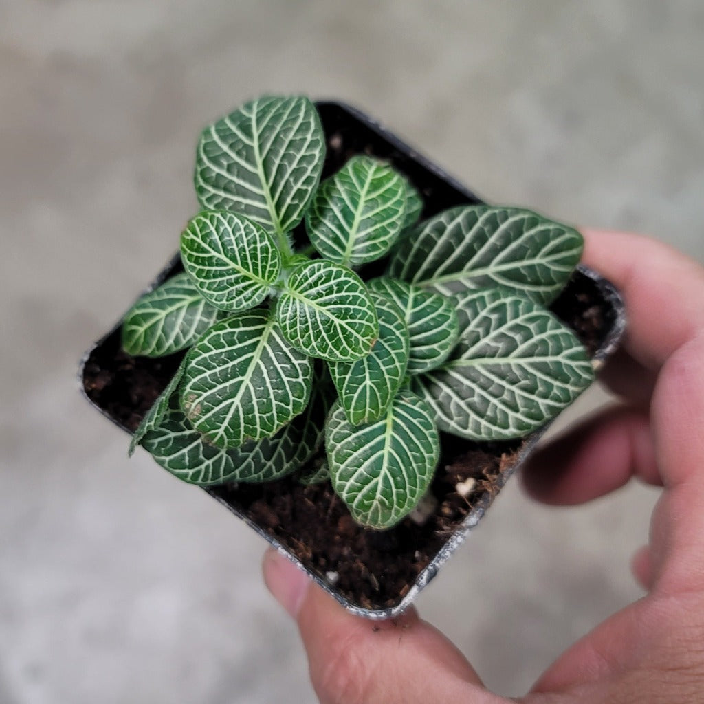 Fittonia - Bundle & Save