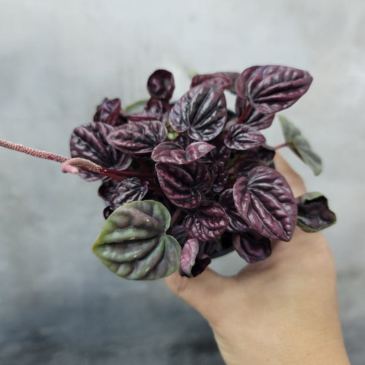 COLORFUL PLANTS - PEPEROMIA SCHUMI RED - 4"