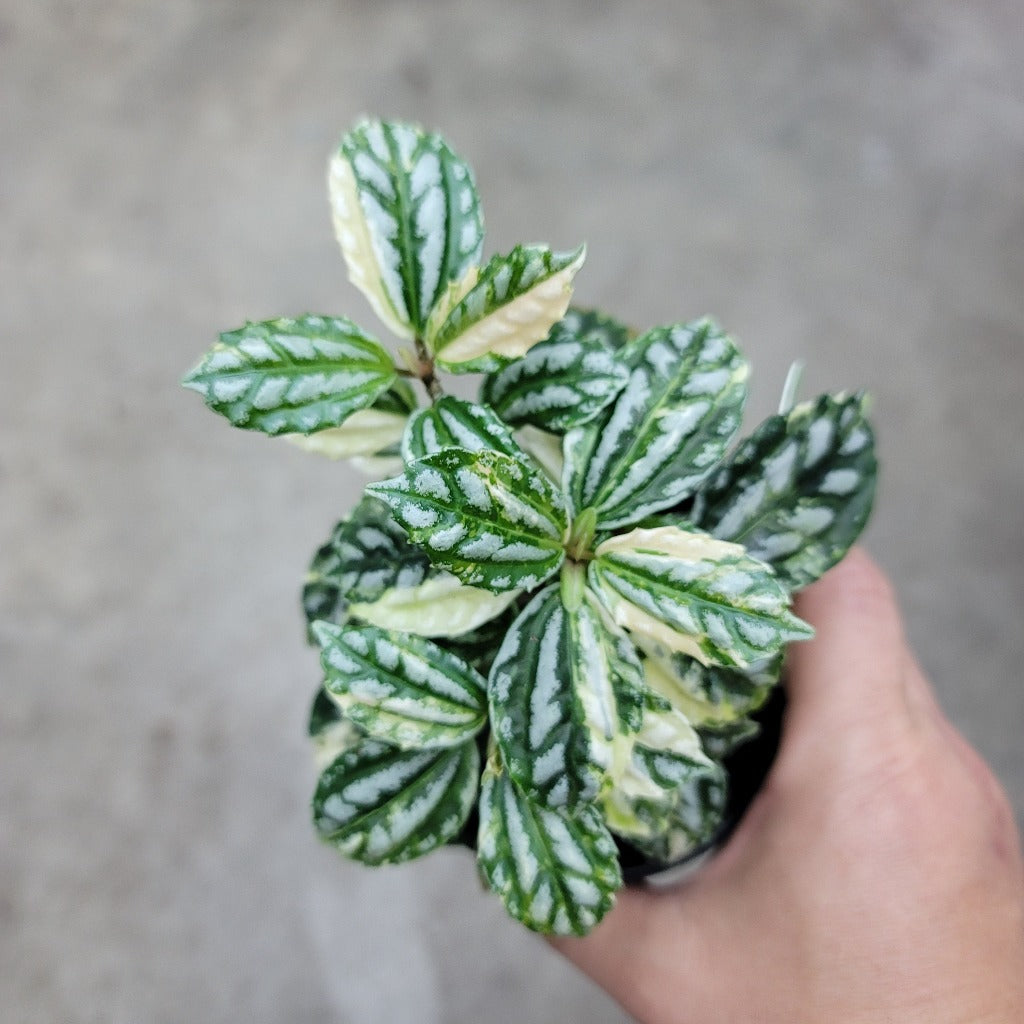 Pilea cadierei 'Variegata' - 4