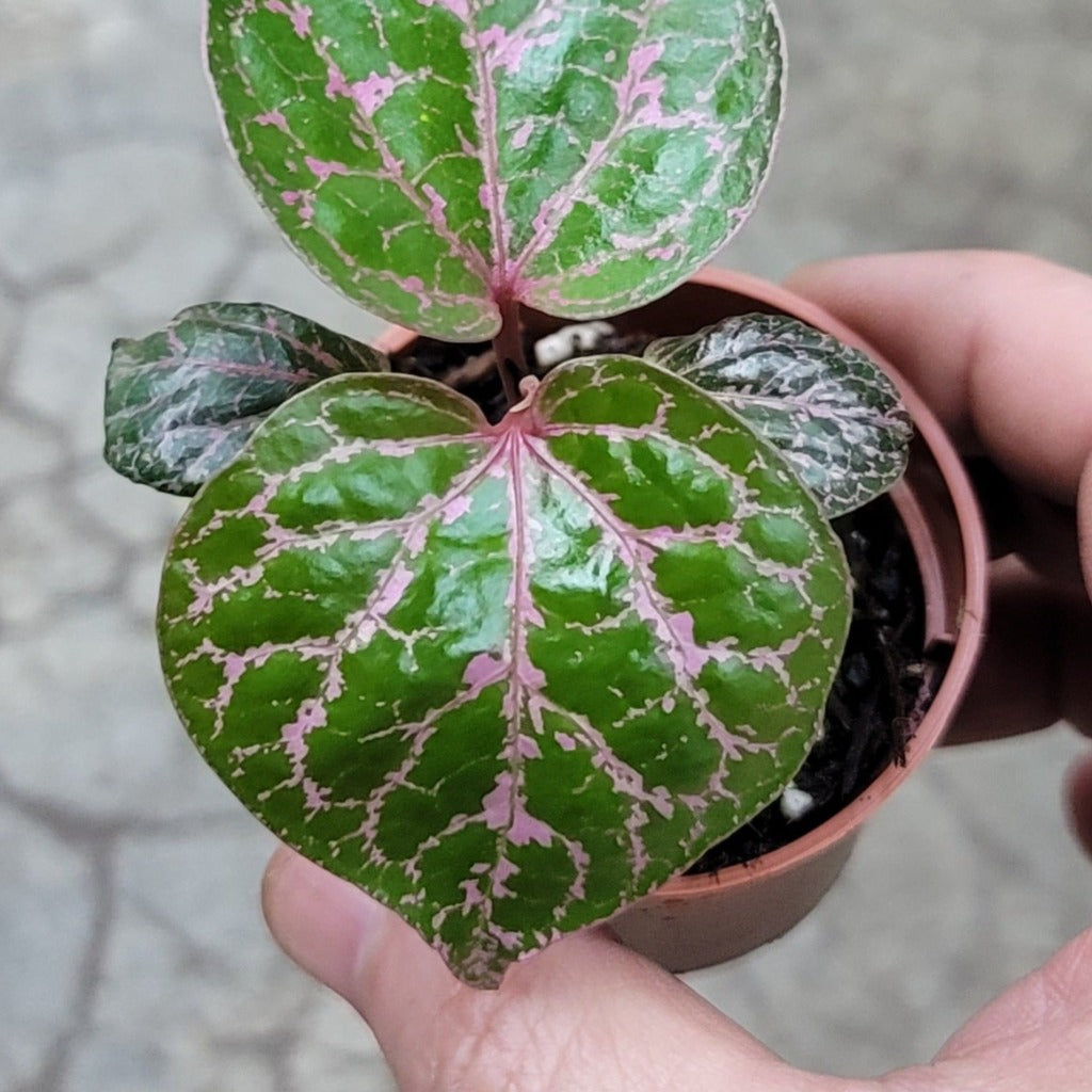 HANGING / TRAILING PLANTS