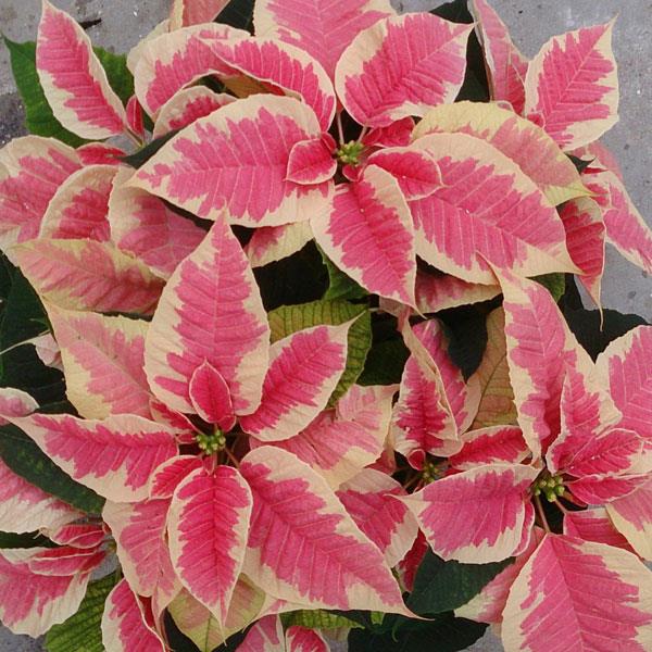 Poinsettia - Christmas Beauty Marble - 4