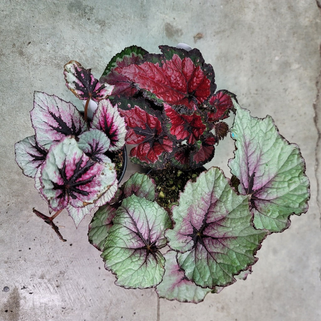 Begonia Rex Assorted - 4