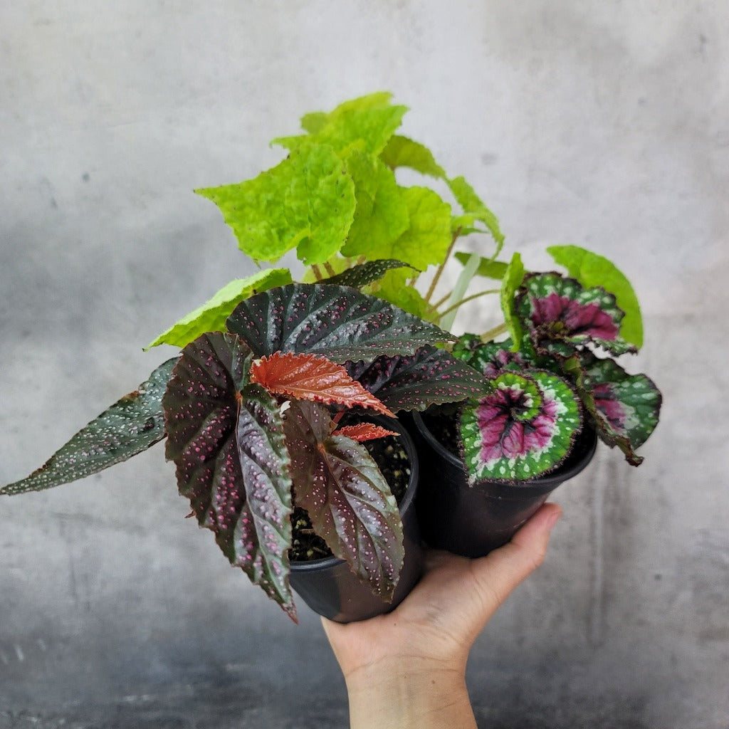 Begonia Rex Assorted - 4