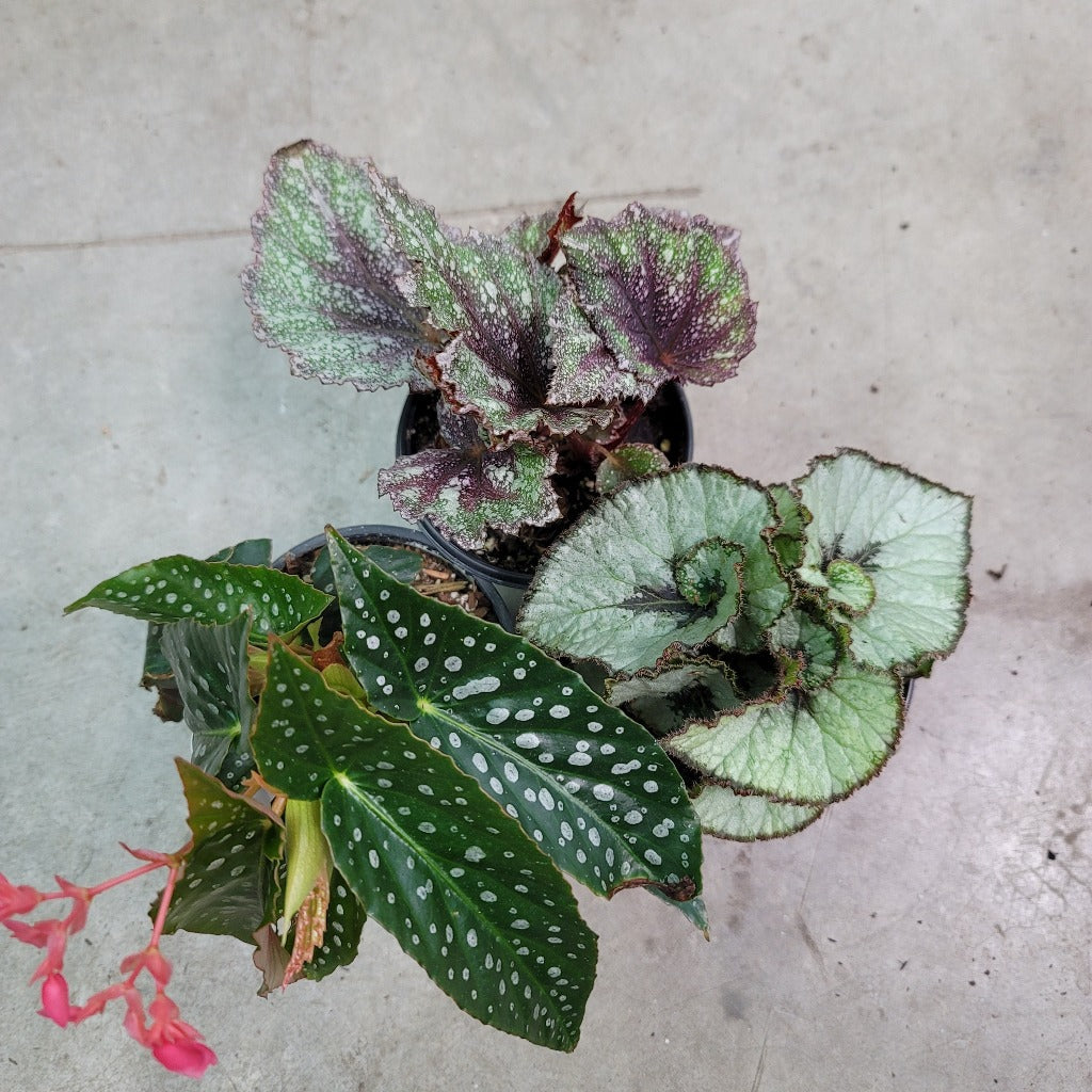 Begonia Rex Assorted - 4