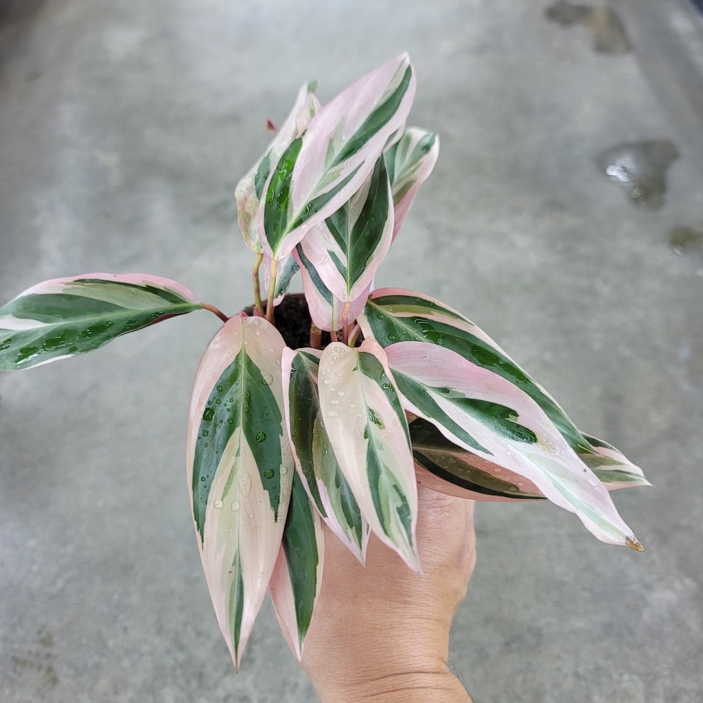 Stromanthe sanguinea 'Triostar' - 4