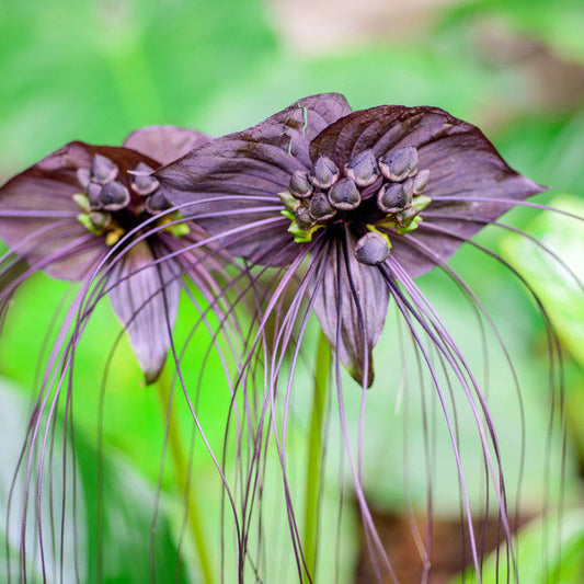 COLORFUL PLANTS - Tacca Chantrieri - 6"