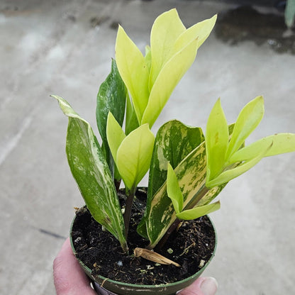 COLORFUL PLANTS - Zamioculcas Zamiifolia 'Variegata' - 4"