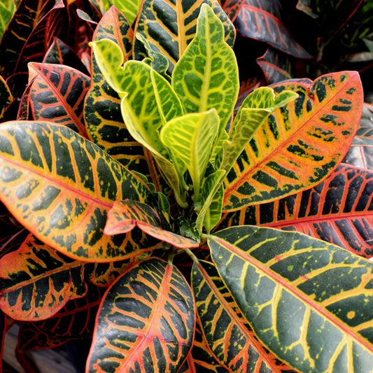 Codiaeum var. 'Petra' - 6"