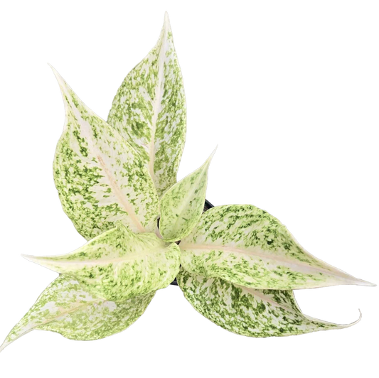 Aglaonema 'White Snow Dream' - 4"