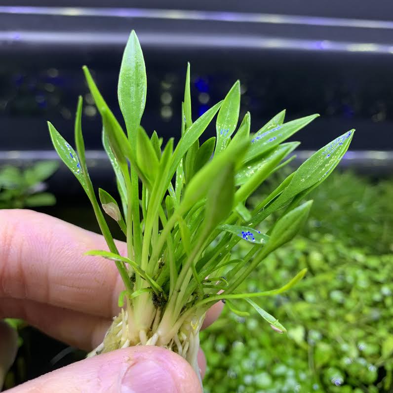 Cryptocoryne parva - 2"