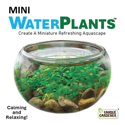 Mini Water Plants Terrarium