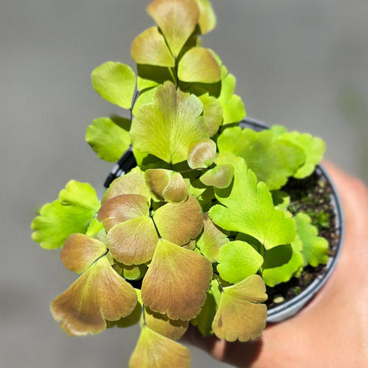 Large leaf maidenhair fern - 4"