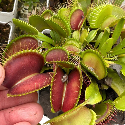 Dionaea muscipula 'Giant Traps' - 2"