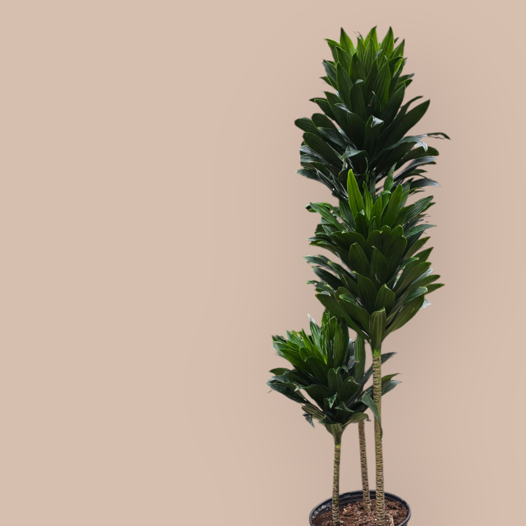 Dracaena deremensis compacta - 10