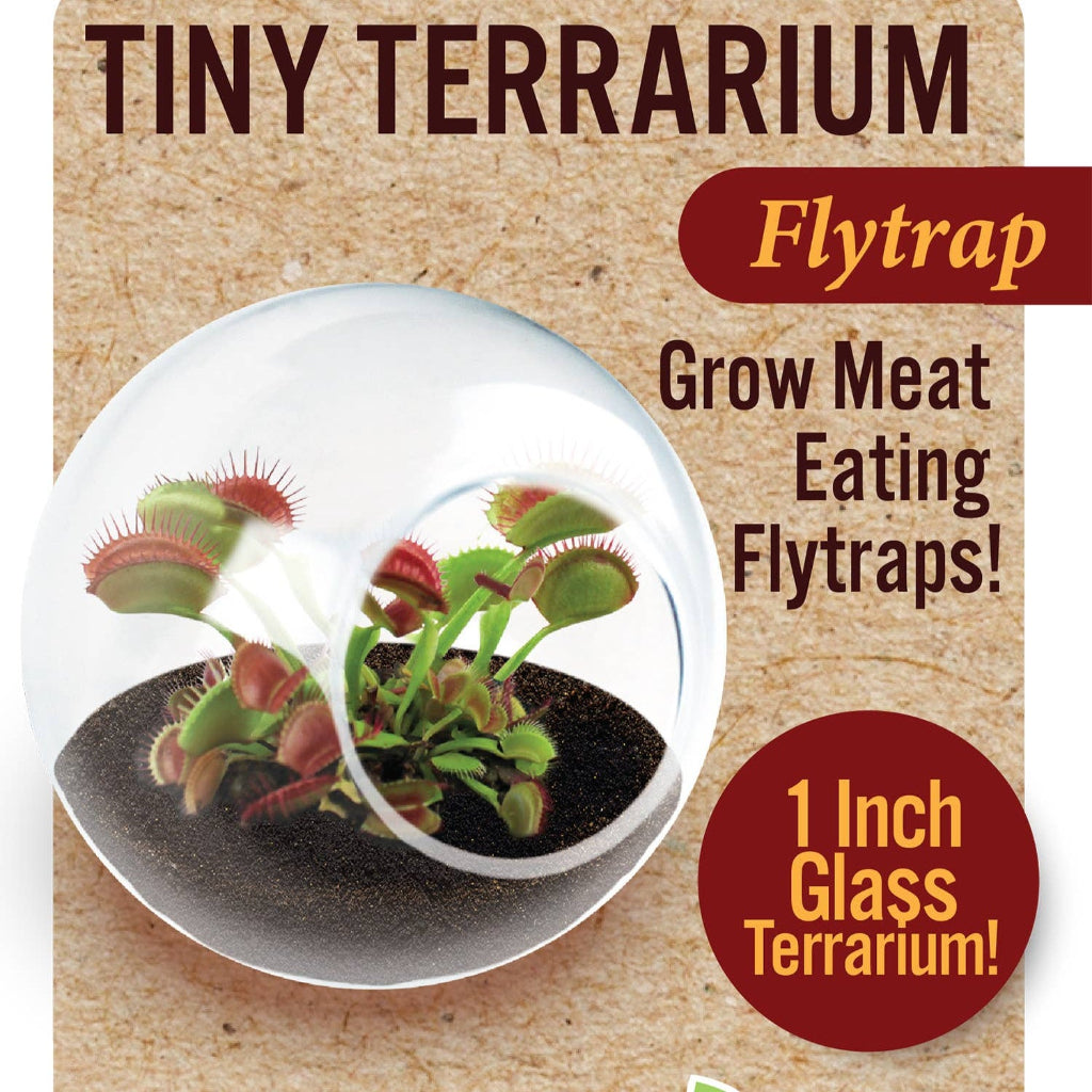 Tiny Terrarium Carnivorous Glass Terrarium